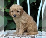 Small Photo #6 Labradoodle-Poodle (Miniature) Mix Puppy For Sale in PARADISE, PA, USA