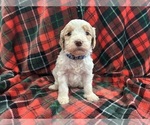 Puppy Spot Aussiedoodle