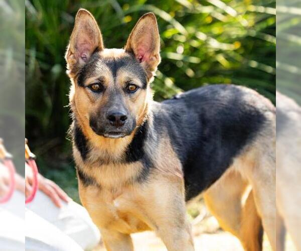 Medium Photo #1 German Shepherd Dog Puppy For Sale in Camarillo, CA, USA