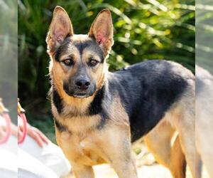 German Shepherd Dog Dogs for adoption in Camarillo, CA, USA