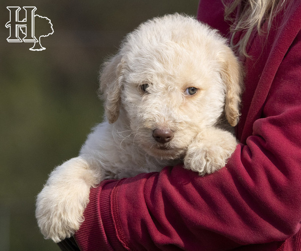 Medium Photo #2 Poodle (Standard) Puppy For Sale in ELLENBORO, NC, USA