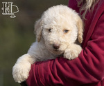 Small Photo #2 Poodle (Standard) Puppy For Sale in ELLENBORO, NC, USA