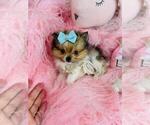 Small #12 Pomeranian