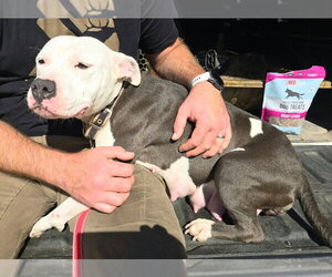 Apple - Female American Pit Bull Terrier-American Staffordshire Terrier Mix Dog for Adoption - Photo #3