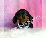 Small #2 Dachshund