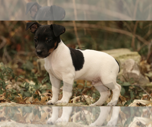 Medium Photo #5 Jack Russell Terrier Puppy For Sale in PEABODY, KS, USA