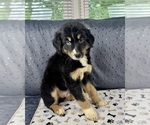 Small #6 Australian Shepherd