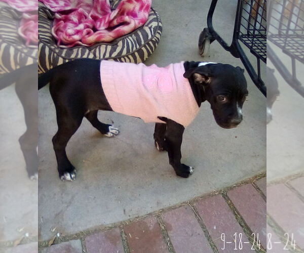 Medium Photo #4 Bulldog-Unknown Mix Puppy For Sale in Apple Valley, CA, USA