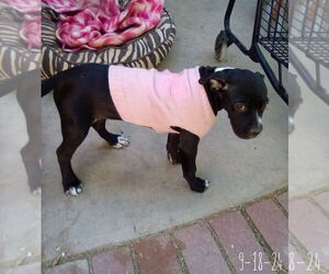 Gamora-in a foster home - Female Boxer-Unknown Mix Dog for Adoption - Photo #4