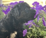 Small Photo #5 Aussiedoodle Miniature  Puppy For Sale in GARLAND, KS, USA