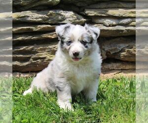 Australian Shepherd Puppy for sale in DELTA, PA, USA