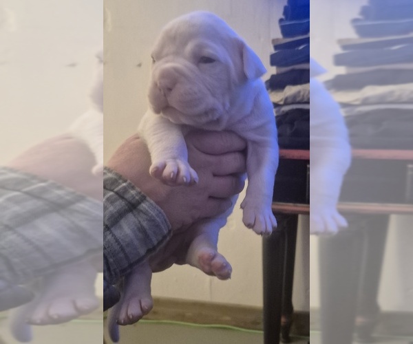 Medium Photo #1 American Bulldog Puppy For Sale in JASPER, GA, USA