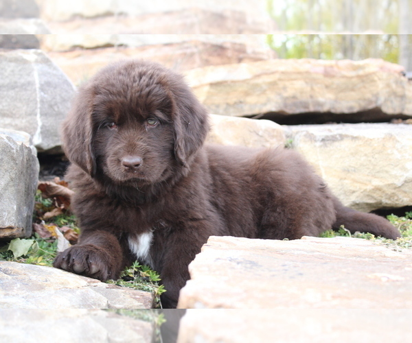 Medium Photo #4 Newfoundland Puppy For Sale in LOYSVILLE, PA, USA