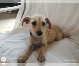 Mutt Dogs for adoption in Arlington, WA, USA