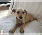 Small Mutt