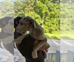 Small #15 Great Dane