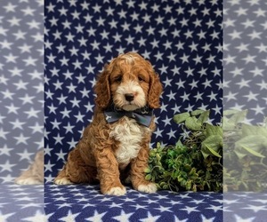 Cock-A-Poo Puppy for sale in EPHRATA, PA, USA