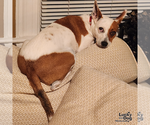 Small #11 Mutt