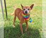 Small #4 Chihuahua Mix