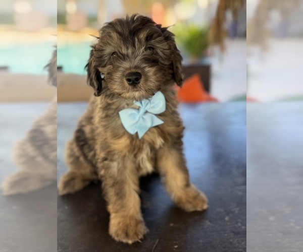 Medium Photo #8 Aussiedoodle Miniature  Puppy For Sale in MENIFEE, CA, USA