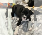 Small Photo #5 Boxer Puppy For Sale in SPRINGFIELD, OR, USA