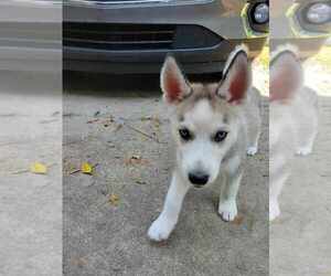 Alaskan Husky-German Shepherd Dog Mix Puppy for sale in THREE RIVERS, MI, USA