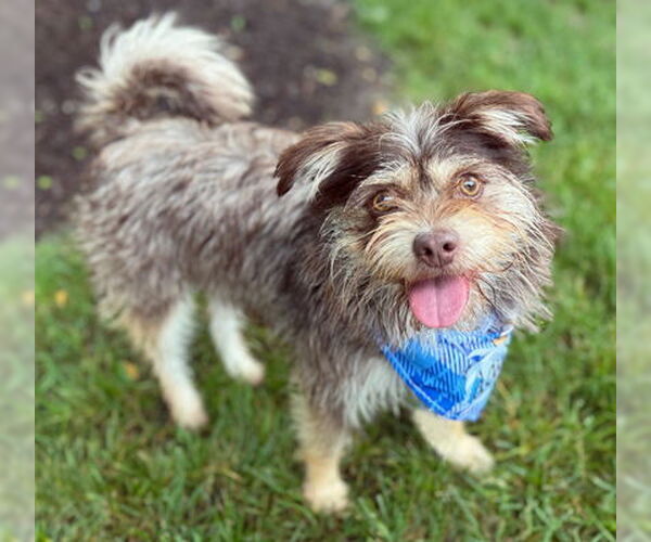 Medium Photo #6 Mutt Puppy For Sale in Arlington, VA, USA