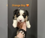Small Photo #25 American Corgi Puppy For Sale in JEFFERSON, GA, USA