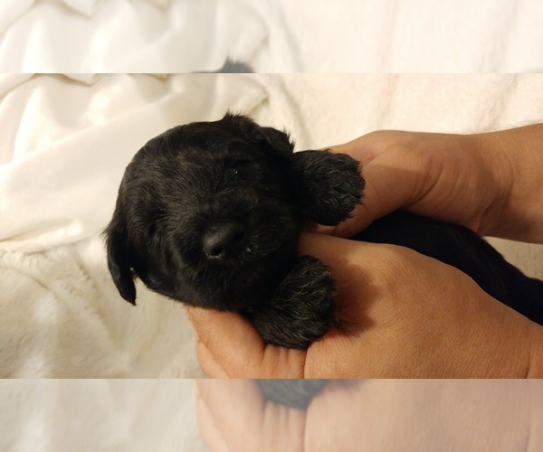 Medium Photo #19 Mini Whoodle (Wheaten Terrier/Miniature Poodle) Puppy For Sale in PEORIA, IL, USA