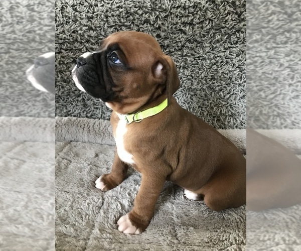 Medium Photo #5 Boxer Puppy For Sale in APPLE CREEK, OH, USA