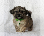 Small Photo #3 Yo-Chon Puppy For Sale in MORGANTOWN, PA, USA