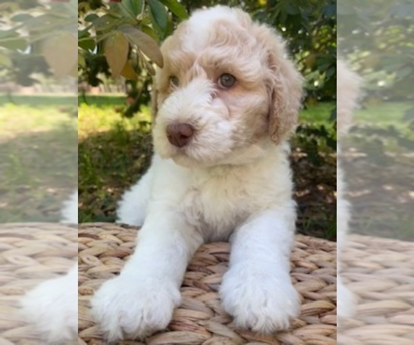 Medium Photo #1 Double Doodle Puppy For Sale in PIERSON, FL, USA