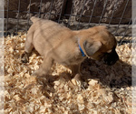 Small Photo #6 Mastiff Puppy For Sale in CANON CITY, CO, USA