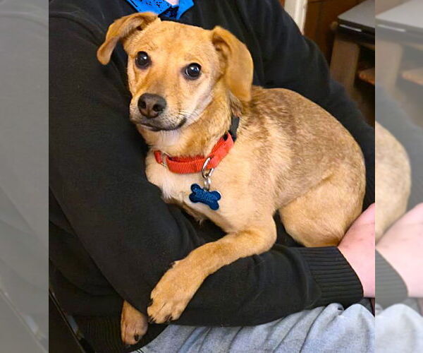 Medium Photo #2 Chiweenie Puppy For Sale in Plainfield, IL, USA