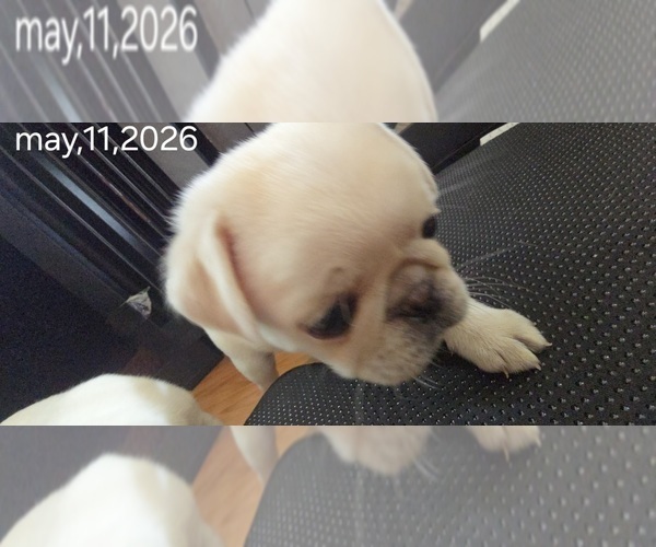 Medium Photo #3 Pug Puppy For Sale in NEW IPSWICH, NH, USA