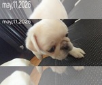 Small #2 Pug