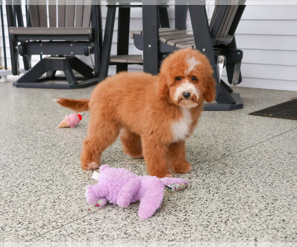 Medium Photo #5 Goldendoodle mix (+ Poodle Miniature) Puppy For Sale in SYRACUSE, IN, USA
