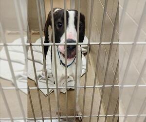 American Pit Bull Terrier-Greyhound Mix Dogs for adoption in Decatur, IL, USA