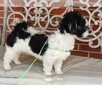 Small Havanese