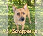 Scrappee - Female Mutt Dog for Adoption - Small photo
