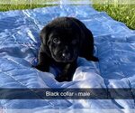 Small Photo #9 Labrador Retriever Puppy For Sale in MURRAY, IA, USA