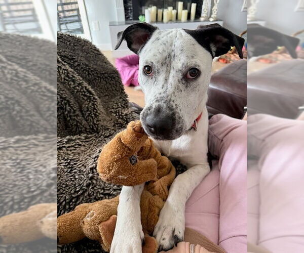 Medium Photo #9 American Bulldog-Unknown Mix Puppy For Sale in Lakewood, CO, USA