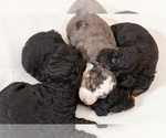 Small Photo #8 Bernedoodle (Miniature) Puppy For Sale in ROY, UT, USA