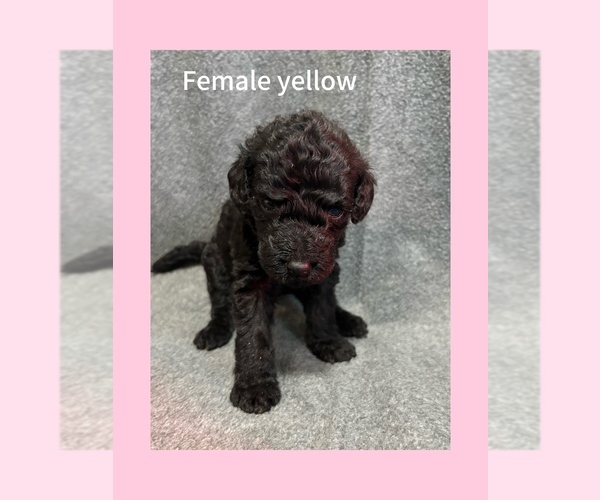 Medium Photo #1 Labradoodle Puppy For Sale in WILLISTON, SC, USA