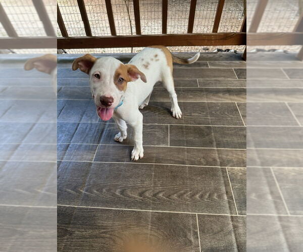 Medium Photo #4 American Pit Bull Terrier-Unknown Mix Puppy For Sale in Oak Bluffs, MA, USA