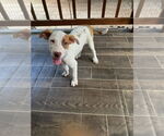 Small #3 American Pit Bull Terrier Mix