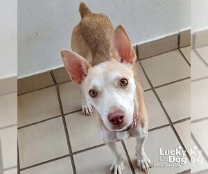 Nyla - Female Labrador Retriever-Unknown Mix Dog for Adoption - Photo #2