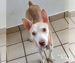 Small #3 Labrador Retriever Mix