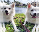 Small American Eskimo Dog