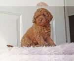 Puppy 1 English Cocker Spaniel-Poodle (Miniature) Mix